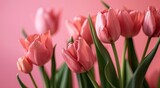 Fototapeta Tulipany - pink tulips next to a pink background