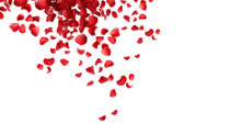 Falling Red Valentines Rose Petals On Transparent Isolated Png Background