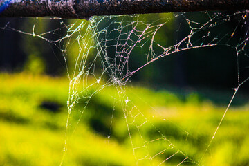 Wall Mural - morning dew on the web, Close-up photo of spider web with green background. 