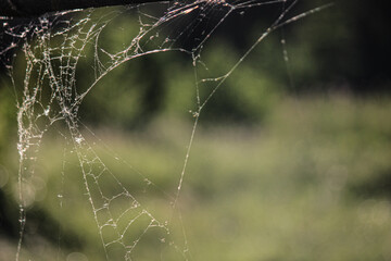 morning dew on the web, close-up photo of spider web with green background.