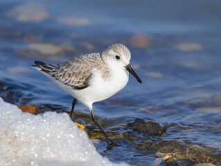 Poster - A Sanderling running along the shore of the sea