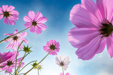 underneath view of blooming galsang flowers