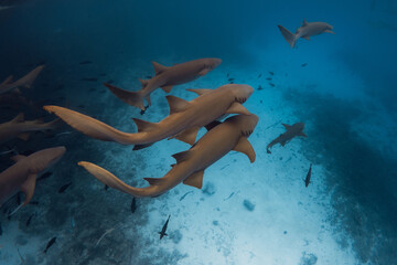 Wall Mural - Swimming with a lot of nurse sharks in tropical blue ocean. Sharks in Maldives