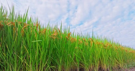 Canvas Print - Agricultural scene of ripe rice paddy field