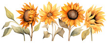 Set Of Watercolor Sunflower Plants