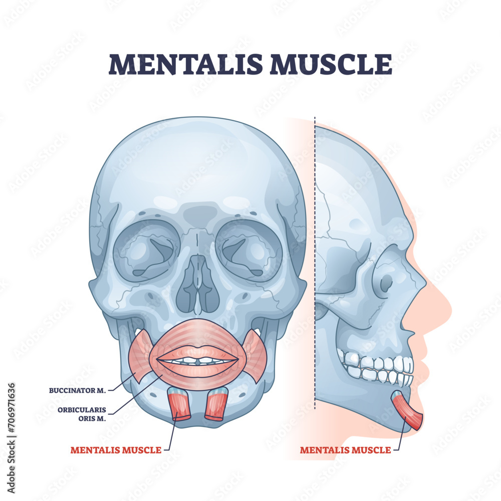 Mentalis muscle with chin buccinator and orbicularis parts outline ...