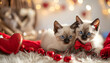 Cute Siam kittens beautiful valentines day card