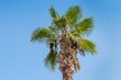Palm tree at tropical coast