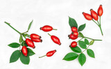 Fototapeta Tulipany - Rose hip isolated on a white background, top view