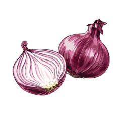 Wall Mural - Hand drawn fresh red onion whole and half. Vector illustration isolated on white background.