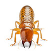 Termite, front view on isolated background