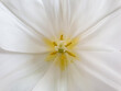 Tulip inflorescence macro photography. Stamen and pistil  of  blooming white tulip, close-up. Macro photography inside a white tulip flower, top view. Center of flower