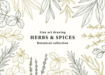 Wall Mural - Hand drawn herbs and spices banner