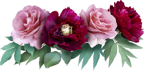 Wall Mural - Red peonies and pink roses isolated on a transparent background. Png file.  Floral arrangement, bouquet of garden flowers. Can be used for invitations, greeting, wedding card.