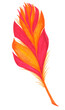 Peacock boa or plume for fashion illustration or advertise natural products. A fiery feather with orange and red stripes for the Brazilian carnival. An exotic fire flower for a zoo or nature reserve.