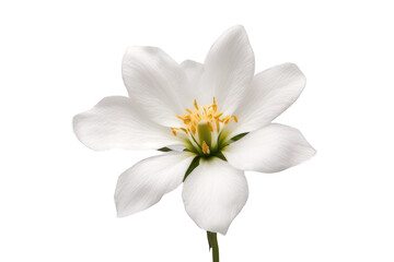 white flower isolated on transparent background