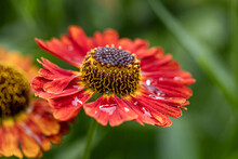 Natural Closeup On The Colorful Orange Blossoming Common Sneezeweed, Helenium Autumnale , In The Garden. Yellow And Red Flowers In Garden.