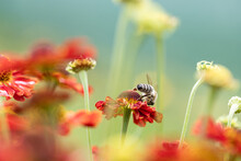 Bee - Apis Mellifera - Pollinates A Blossom Of The Common Sneezeweed Or Large-flowered Sneezeweed - Helenium Autumnale