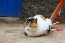 Loaf Of Cat In Morocco