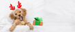 Happy English Cocker spaniel puppy dressed like santa claus reindeer  Rudolf lying with toy bear and gift box under white blanket at home. Top down view. Empty space for text
