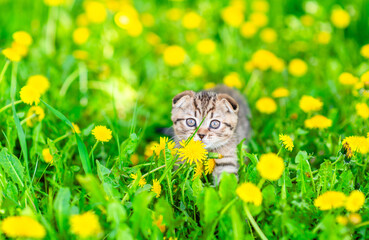 Cute tiny tabby kitten sits on dandelion lawn