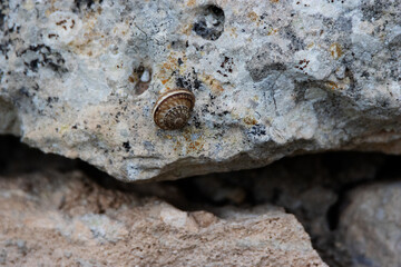 a single snail traveling on a grey rock