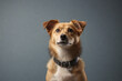 © Юлия Васильева - Portrait of a mixed breed dog on a gray background. Studio shot.