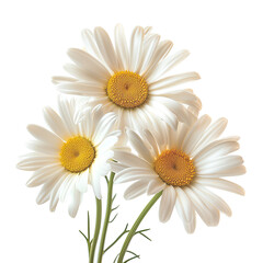 Wall Mural - A close-up view of three beautiful white daisies with vibrant yellow centers, isolated on a white background, showcasing their natural elegance and simplicity.