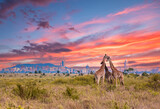 Fototapeta Konie - Giraffes at Sunrise in Nairobi National Park with City Skyline, Kenya, Africa