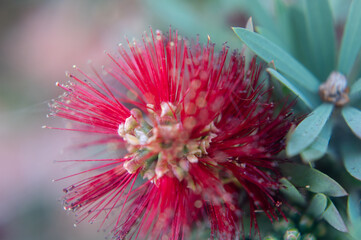 Wall Mural - Close up of a pink flower