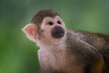Common Squirrel Monkey (Saimiri Sciureus)