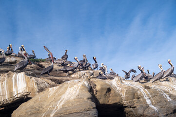 Pelicans on a rock in La Jolla, California 