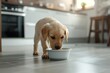 dog dining from a white bowl, puppy eating at home, modern interior, pets care, veterinarian, animal friends.