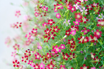 Wall Mural - gypsophila flower