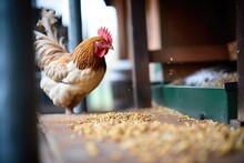 Chicken Pecking Grains In A Coop