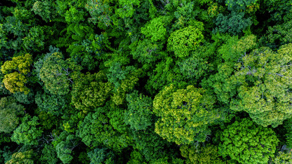 Wall Mural - Aerial view of nature green forest and tree. Forest ecosystem and health concept and background, texture of green forest from above.Nature conservation concept.Natural scenery tropical green forest.