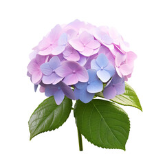 Hydrangea flower isolated on transparent background