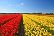 Tulip fields. Red and yellow tulips blooming in Noordwijkerhout, Netherlands.