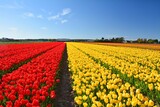 Fototapeta Dmuchawce - Tulip fields. Red and yellow tulips blooming in Noordwijkerhout, Netherlands.