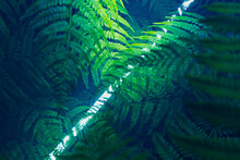 Verdant Fern Canopy With Sunlight Filtering Through Leaves