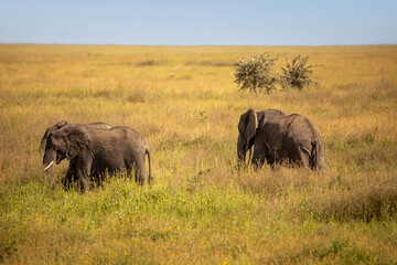 Wall Mural - Elefant