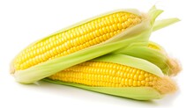 Two Ears Of Corn Isolated On White Background Closeup. Sweet Corn