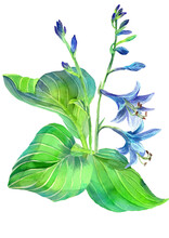 Tender Delicate Purple Hosta Flowers With Green Leaves. Watercolor Botanical Classic Illustration On White Background. Violet Bluebells Bouquet. Summer Garden Plant Composition.
