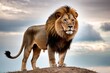 Male lion standing on a hill
