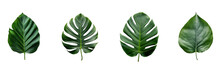 Set Of  Dark Green Leaf Isolated ,transparent Background