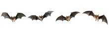 Set Of  Flying Bat Isolated On A Transparent Background