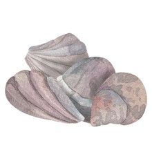 Set Of Four Seashells, Pearlescent Delicate Shades Of Pink And Blue, Hand-drawn In Watercolor On White Background For Decoration, Design. Marine Theme