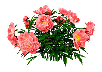 Wall Mural - 3D Rendering Peony Flowers on White