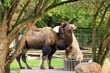 Bactrian camel eating the food