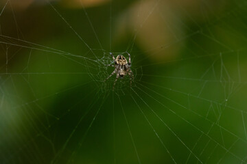 Wall Mural - spotted orb-weaver spider from genus neoscona on its web, waiting for prey, with natural bokeh background